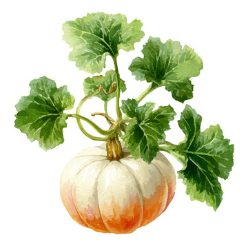 Squash, watercolor drawing vector, isolated on a white background.