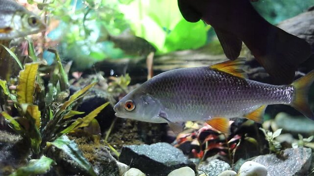 A beautiful freshwater fish with shimmering scales and vibrant orange fins glides slowly through a home aquarium. Lush green aquatic plants and diverse natural rocks form its peaceful habitat
