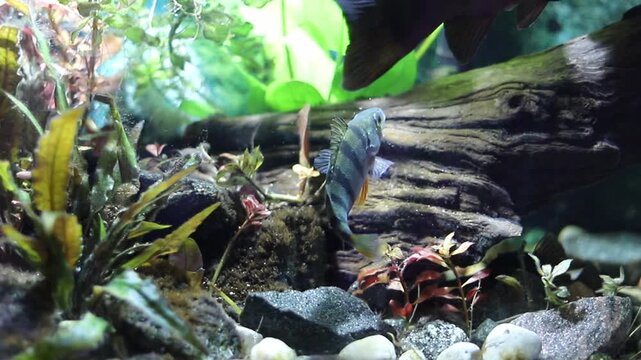 A distinct striped fish navigates through an aquatic environment, showcasing its patterns near green plants, rocks, and driftwood. Another fish tail is visible above