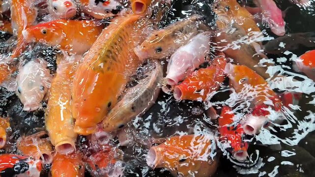 Vibrant spectacle of numerous colorful koi fish actively feeding in a bustling pond, creating a mesmerizing aquatic display of aquatic life and natural beauty