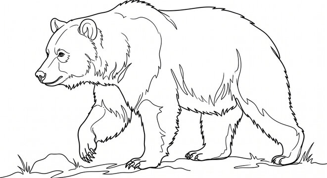 bear line art