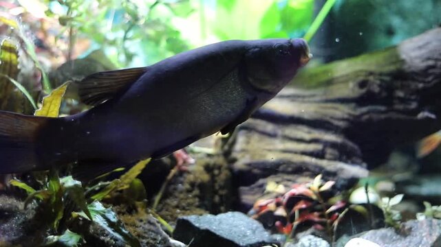 Observe a speckled freshwater fish swimming near lush green plants, dark rocks, and natural driftwood inside a vibrant home aquarium habitat during daytime