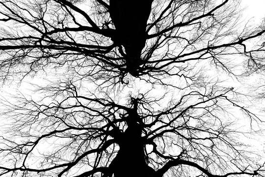 The bare treetops of two European beech trees standing side by side in winter. A black-and-white photograph with high contrast. Massive tree trunks branching out delicately.