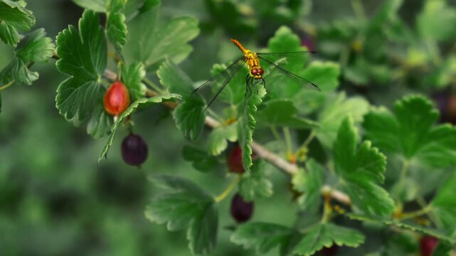 Yellow dragonfly sitting on a gooseberry branch. Summer vibes. Nature background