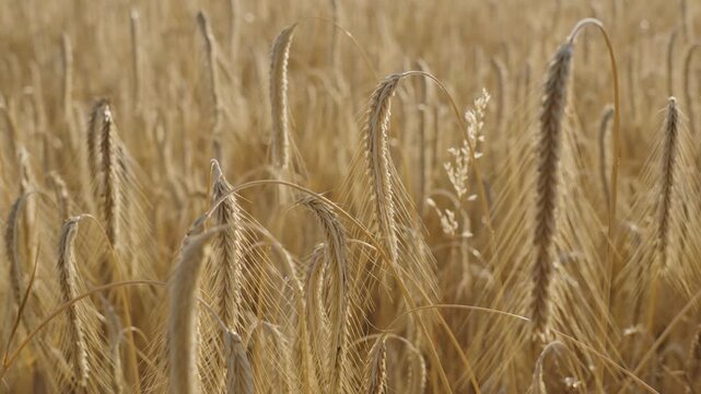 A field full of ears of grain - barley or rye - at sunset.A field full of ears of grain - barley or rye - at sunset.