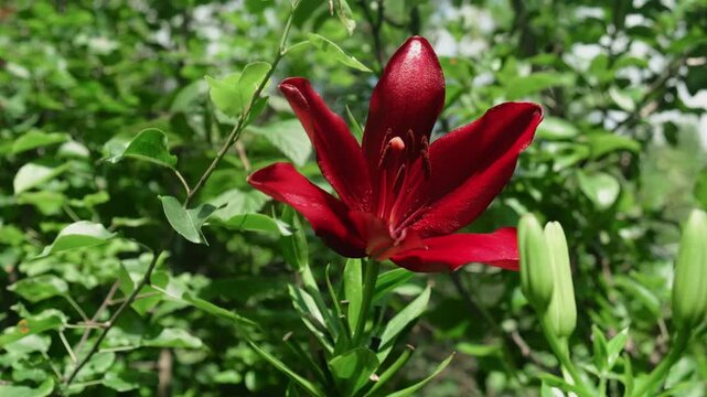 Red lily flowers blooms in summer garden.