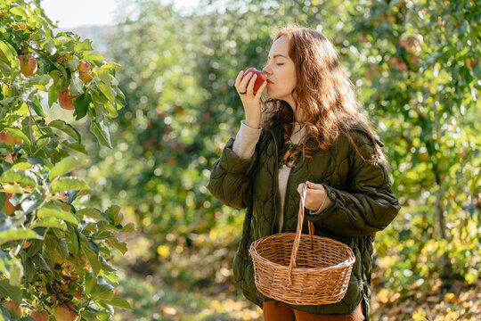 Peaceful red haired woman smelling fresh apple in sunny orchard during autumn harvest