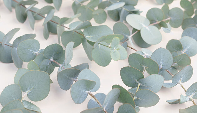 A close-up view of eucalyptus leaves arranged on a plain white surface