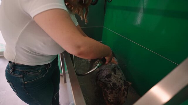 Woman washing her catahoula leopard dog at a self service pet wash