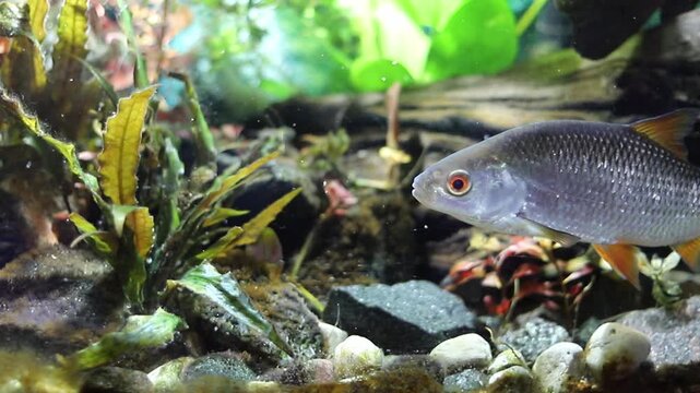 A beautiful silver fish with bright red eyes and orange fins gracefully navigates its underwater home. It swims among green plants and small rocks in a vibrant habitat