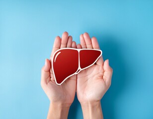 hand hold liver organ on blue background for health care liver cancer disease protection and organ donation concept
