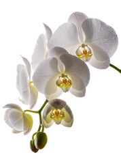 Isolated elegant white Phalaenopsis orchid flowers on a stem with delicate buds. © Francisco