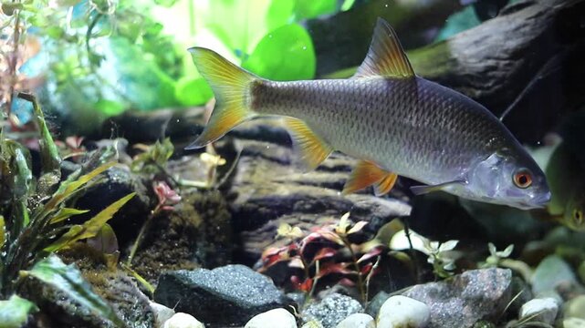 A beautiful silver fish with bright orange fins glides peacefully through a well-maintained freshwater aquarium