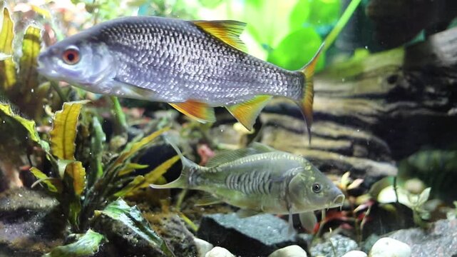 A silvery common roach with orange fins swims above a smaller, striped freshwater fish over colorful gravel and green aquatic plants. They navigate their clear, calm underwater home