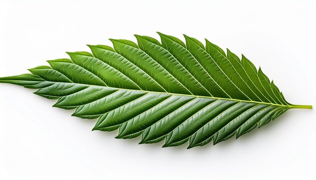 green cannabis leaf isolated