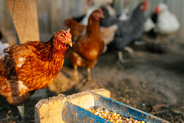 Brown laying hen feeding from grain trough in backyard chicken coop © Maria