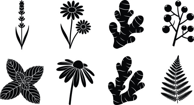Herbs and botanical plants black silhouette vector icon set featuring ginger, mint, fern, and chamomile elements