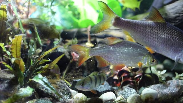 Several freshwater fish swim within a vibrant aquarium. A silver fish with orange fins takes center stage. A smaller striped perch explores below