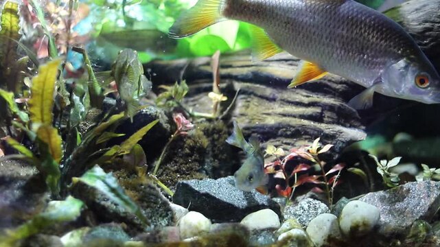 Observe various fish species, including striped and solid-colored, swimming in a lively freshwater environment