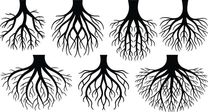 Tree root black silhouette vector icon set featuring detailed organic underground plant structures for nature designs