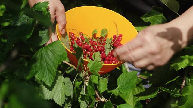 Summer vibes, red currants harvest. Female hands picking fresh red currants