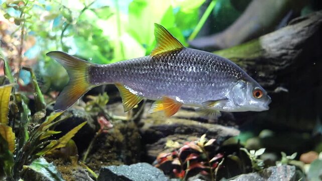 The silvery-scaled freshwater fish glides calmly through a vibrant aquarium. Its orange and yellow fins stand out against the green aquatic plants and dark rocks