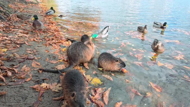 Autumn scene with family of nutria on riverbank covered in autumn leaves: mother and her young are feeding while sitting in water and eating vegetables, while swimming ducks try to steal their food.
