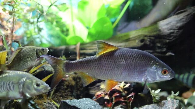 A beautiful large silver fish with bright orange fins gracefully swims through a vibrant freshwater aquarium
