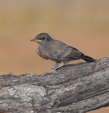 Canyon towhee bird that is young on a branch in Arizona