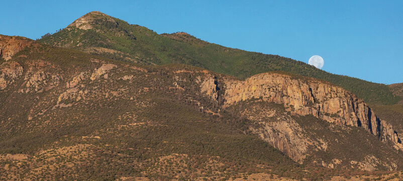 Moon setting behind a treeline in Arizona's Huachuca Mountains