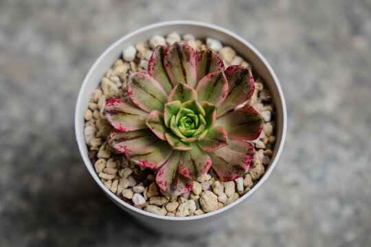 Young colorful cutting of the succulent plant, variegated Aeonium Medal Bronze