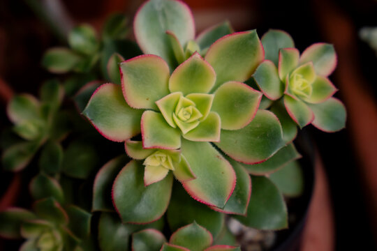 Young and beautiful Aeonium Kiwi tricolor plant with several branches and new growth