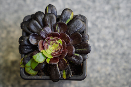 Top view of a variegated succulent plant, the Aeonium Big Bang