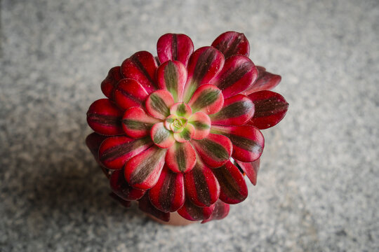 Close-up view of a variegated succulent plant, the Aeonium Medusa, in a deep pink color