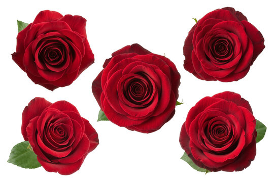 Isolated vibrant red roses, fresh blooming flowers perfect for romance and beauty