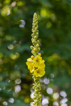 Yellow mullein flower against green summer forest background, flowering medicinal plant in the field, vertical shot, close-up, herbal medicine concept, wildlife and herbal tea.