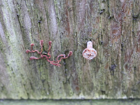 Rusted Nail and Tiny Fungus Growing on Weathered Wooden Fence Post