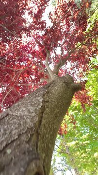 Looking Up at a Mystic Red Plum Tree Canopy