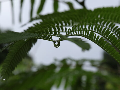 Single Water Droplet Hanging From Green Leaf