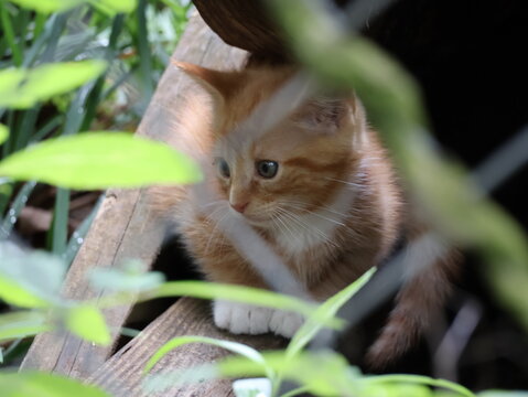 Curious Orange Kitten Peeking Through Garden Plants
