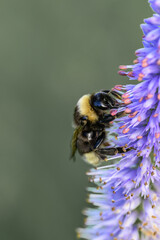 Bumblebee collecting nectar on a purple flower © Алексей Линник