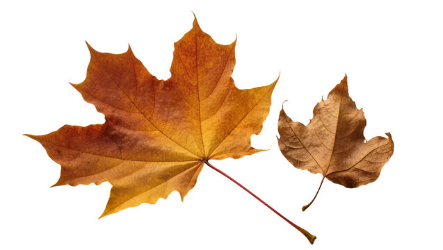 Isolated vibrant golden-orange and dried brown maple leaves, beautiful natural fall elements.
