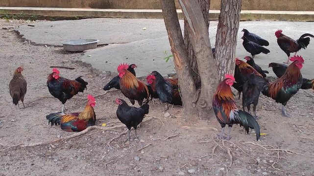 flock of chickens gathered under a large tree in a rural farm field during daytime, foraging and resting in the shade