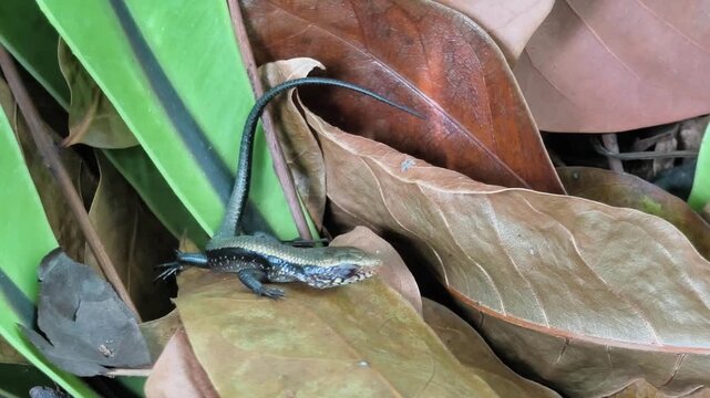 skink lizard crawling on fallen leaves in a forest during autumn, wildlife reptile in natural habitat