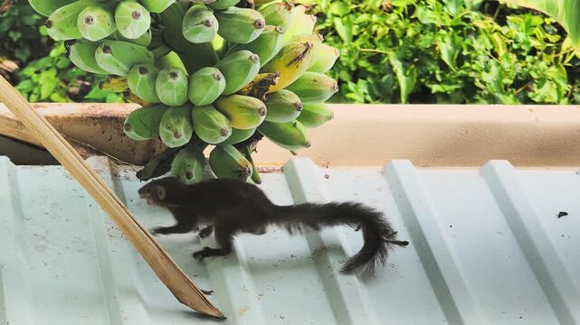 pallas's squirrel climbing banana tree and eating fruit in on the roof of human house