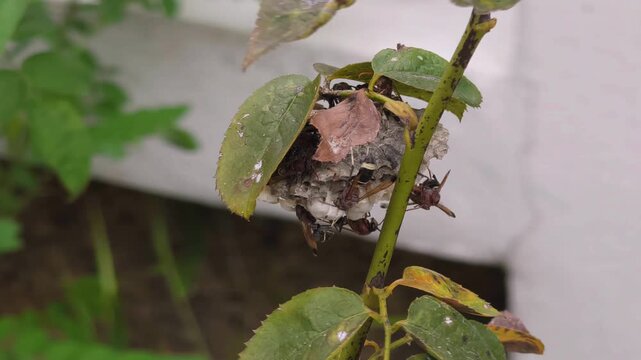 group of banded hornets building their paper hive on a tree branch in summer, social insects constructing nest