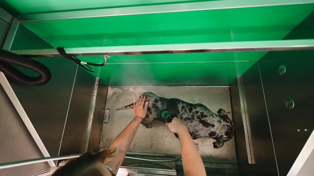 Groomer washing a merle french bulldog in a self service spa bath