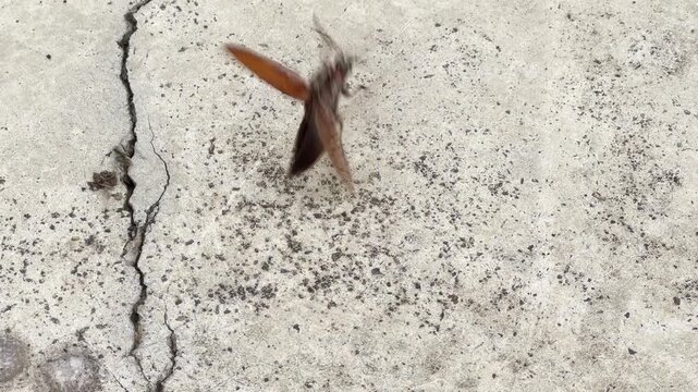Click beetle