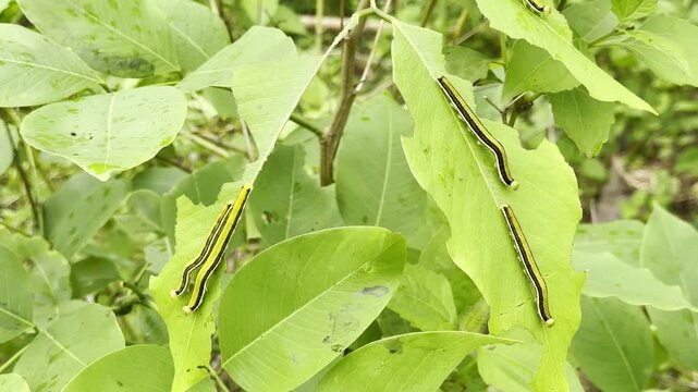 A caterpillar is eating young tree leaves.