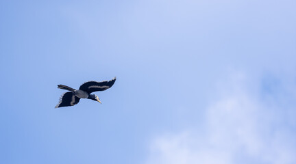 Oriental pied hornbill (Anthracoceros albirostris) bird in flight. © Abhishek Mittal